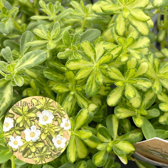 商品説明 タカザワフラワーファームさんオリジナル 花も葉も楽しむポーチュラカ 「花が咲いていなくても映える」カラーリーフ性 一般的なポーチュラカは「花を楽しむ植物」のため、朝夕や曇り・雨の日など花が閉じている時間帯はただの緑の葉になりがちです。 一方、ライム＆チーズは緑にきれいな白〜クリーム色の斑（覆輪）が入る葉を持っているため、花が閉じる時間帯や開花前後の時期でも、明るいカラーリーフとしてお庭や鉢植えのアクセントであり続けます。 ◆明るく爽やかな斑入り葉（カラーリーフ） 緑の葉のふちに白い斑（覆輪）が入るのが最大の特徴です。一般的なポーチュラカと異なり、花が休んでいる時間帯や曇りの日でも、葉だけで観賞価値が高くお庭や寄せ植えを明るく彩ります。 ◆やさしい印象の白い一重花 初夏から秋（5月〜11月頃）にかけて、クリーム色〜白色の可憐な小花を次々と咲かせます。派手すぎないナチュラルでやわらかな雰囲気を持っています。 ◆横に広がる匍匐（ほふく）性 草丈は10〜20cmほどで、茎が地を這うようにしなやかに広がります。花壇の縁取りやグランドカバー、ハンギングバスケット、鉢植えの前面（寄せ植えの前列）に適しています。 ◆真夏の暑さ・乾燥に圧倒的に強い 多肉質の葉と茎を持ち、真夏の強い日差しや乾燥にも負けずに旺盛に育ちます。夏場の手間が少ない強健な植物です。 置き場所・水やり・肥料 【置き場所】 風通しの良い、良く日の当たる場所で管理して下さい。 日照不足だと葉が黄色くなったり、花付きが悪くなったりする場合があります。 【水やり】 土の表面がしっかり乾いてから、鉢底から流れ出るまでたっぷりと与えます。 多肉質で乾燥に非常に強く過湿を嫌うため、常に土が湿っている状態を避けて少し乾かし気味に育てるのがコツです。 【植え付け】 開花期の5月〜10月頃、薄めた液体肥料を2週間に1回程度控えめに与えます。 肥料分（特に窒素）が多すぎると葉ばかりが茂り、美しい白斑がぼやけてしまうため「少し控えめ」が適量です。 サイズ・その他 【サイズ】 10.5cmポット ※鉢のサイズやデザインは変更になる場合がございます。 【お花について】 ※画像はイメージです。 ※個体差がございますのでご理解の上お買い求めください。 ※植物のため少なからず傷等はございますのでご了承ください。 ※お届けする苗は1〜3輪ほど咲いた状態でお送りしますが、入荷時期により花なしでのお届けになる場合がございます。 ※モニターの発色の具合によって実際のものと色が異なる場合がございます。