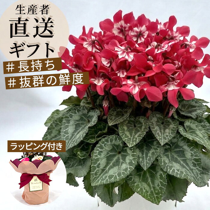 楽天市場】赤 レッド（鉢花｜花・観葉植物）：花・ガーデン・DIYの通販