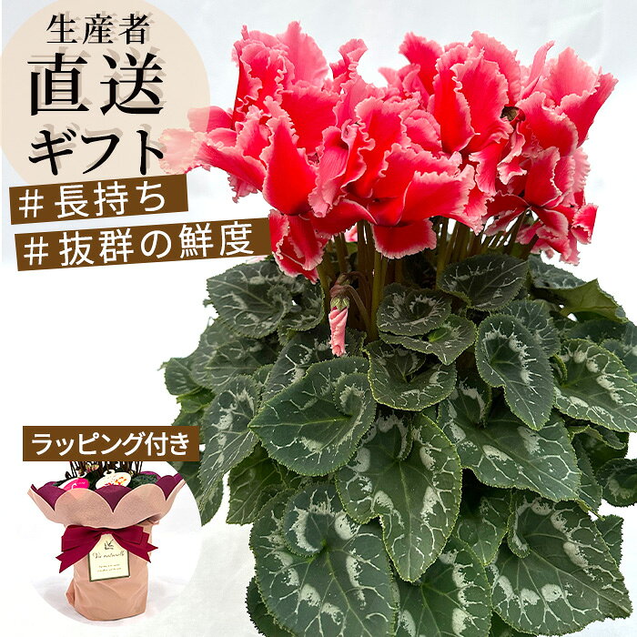 商品説明 【産地直送・ラッピング無料】 愛知県北東部、自然豊かな山間部に位置する「鶴田園芸」から直接お届けする至高のシクラメン。 清らかな空気と澄んだ水のもと、一株一株へたっぷりの愛情を注いで丁寧に育てられた株は、凛とした美しい咲き姿とあふれる生命力が大きな魅力です。 匠の技とこだわりが詰まった最高品質の一鉢を、華やかなギフトラッピングを施して新鮮なまま農園から発送いたします。大切な方への季節のご挨拶や特別なお祝いに、自信を持っておすすめできる逸品です。 ◆ハリオスカーリー ライチサーモン 独特のバイカラーが目を引く大輪シクラメン。 温かみのあるサーモンピンクをベースに、花弁のエッジに向かって透明感のある淡いトーンへと広がる美しいグラデーションが魅力です。 波打つフリル弁の縁に施された白い縁取りがウェーブ感を際立たせ、1花ごとに圧倒的な立体感を生み出します。ハリオス規格の大輪ならではの太くしっかりとした茎とこんもりまとまる豪華な株姿は存在感抜群。 甘くなりすぎないフルーティーで優雅な装いは、お歳暮や御祝などの特別なフラワーギフトにも大変おすすめです。 置き場所・水やり・肥料 【置き場所】 玄関や窓際がおすすめです。 光の少ない環境ほど温度は低い方が株持ちが良くなりやすいため、玄関は光が弱いものの温度が低いのでゆっくり花が咲き形が崩れにくく株が長持ちしやすく花を長く楽しめます。 窓際や出窓は、部屋の中でも光が多くシクラメンの成長には適した場所といえます。 暖房が直接当たらないようにすることと、開花や葉の展開が早いので肥料も定期的に与えるようにします。 夜温が13℃以下になりますと花の赤色が一段と濃くなるのが特長です。 【水やり】 管理が簡単な「底面給水鉢」です。 鉢下に水が貯められるよう深皿になっているので水を注ぐだけで水やりが可能です。 給水皿の水がなくなる前に給水します。 また、咲き終わった花や痛んで黄色くなった葉は株元から抜き取ります。 【肥料】 次々に花が咲く時は、肥料を与えるようにします。 底面給水の場合、固形の肥料を選びます。5号鉢の場合で、1粒〜3粒程度を、購入後1ヶ月後くらいから月1回のペースで与えます。 根を痛めないように、肥料の半分程度が埋まるくらい押し込むようにします。 サイズ・その他 5号鉢 1鉢 ※画像はイメージです。 ※花色には個体差があり、季節によっても花色が変わります。 ※植物のため少なからず傷等はございますのでご了承ください。 ※生育状況等により納期は変動する場合がございます。 ※モニターの発色の具合によって実際のものと色が異なる場合がございます。