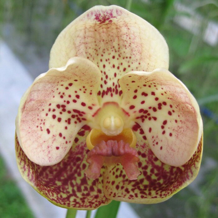 商品説明■　特徴■英　名　／V.Sanchai Gold Spots ■交配名　／V.Augusto Delight × V.Sankamphaeng オレンジ色の斑点花になりました。交配親をさかのぼってみましたが、れっきとしたバンダの暖色系個体でかなり希少種です。 ≪成苗時≫ ■輪　数　／2〜5輪程度 ■株サイズ／20〜30程度 ■花サイズ／6〜7cm程度 ■開花季節／冬 ■　置き場所・温度管理◆春・秋（4〜6月・10〜12月） 【置き場所】 遮光30〜50％の遮光ネットか、レースのカーテン越しで日の当たる縁側辺りが良いでしょう。 【温度管理】 最低10℃以上が望ましいですが、この時期は昼夜の温度変化が激しいので、低温多湿や株が乾ききってない等、株の状態に充分気を付けます。 ◆夏（7〜9月） 【置き場所】 遮光50％の遮光ネットを使い、直射日光の当たらない通風の良い場所（屋内外問わず）に置いてください。エアコンの直接の風は嫌います。 【温度管理】 原産地が東南アジアなので特別気を使いません。 ◆冬（1〜3月） 【置き場所】 日中はできるだけ暖かい室内、夜は10度以下にならない場所で温度の差が少ない所が良いでしょう。 【温度管理】 最低10℃以上が望ましいですが、極度の乾燥を嫌うので、湿度維持を意識してください。 ※お住いの地域または外気温等によっては、上記の条件に当てはまらない場合もございます。■　水やり◆春・秋 毎日午前中に株全体にたっぷり与えます。 株の状態をよく観察し、根が乾いていない場合は水やりは控えてください。 軟腐・根腐れに十分注意が必要です。 ◆夏 毎朝および毎夕に、株全体にたっぷりと与えます。 ◆冬 晴天時、その日のうちに与えた水が乾いてしまう様、午前中に株全体にたっぷり与えます。 ※どの季節も雨天時は必要ありません。■　肥料◆春・秋 週に1度から10日に1度、洋蘭用の肥料を適度な希釈で株全体に与えます。 ◆夏 梅雨は成長期に入りますので、洋蘭用の肥料を適度な希釈で週に一度、株全体に与えます。 ◆冬 10日〜2週間に1度、洋蘭用の肥料を適度な希釈で株全体に与えます。■　サイズ・その他幼苗10〜15cm 吊りタイプ ※個体差がございます。 【【【ご注文前に必ずご確認ください】】】 ※1枚目の写真は開花イメージとなります。 ※1〜2年生の幼苗の為、1年以内の開花を保証できる苗ではございません。ご了承の上お買い求めください。 ※ご注文を受けてから、生産者より直送となりますので、お日にちをいただく場合がございます。(当店契約農園より厳選した鮮度の良い商品を選んでいただきお届けいたします。) ※冬季の寒冷地や離島等、お届けに中2日かかる地域への発送は、控えさせていただく場合がございます。 ※植物の特性上、葉傷や黒い点等ある場合がございますが、生育には問題ありませんので、ご理解の上ご購入ください。 ※株の個体差は撮影時の物になりますので、生育等の理由で出荷時に大きさや形が異なる場合がございます。 ※モニターの発色の具合によって実際のものと色が異なる場合があります。　