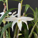 洋ラン【開花見込株】デンドロビューム モニリフォルメ 白花 長さ約20cm杉板吊り セッコク 洋蘭 インテリア mat