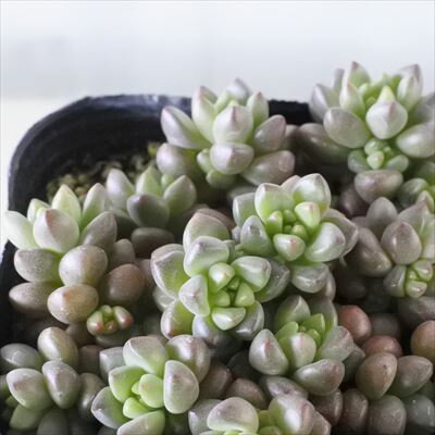 多肉植物 セダム ホワイトストーンクロップ 9cmポット 観葉植物 インテリアのサムネイル