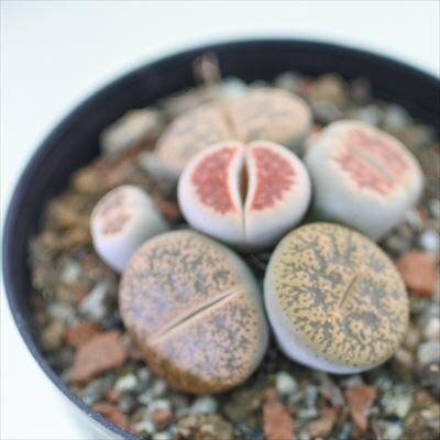 多肉植物 リトープス ミックス 7.5cmポット 観葉植物 インテリアのサムネイル