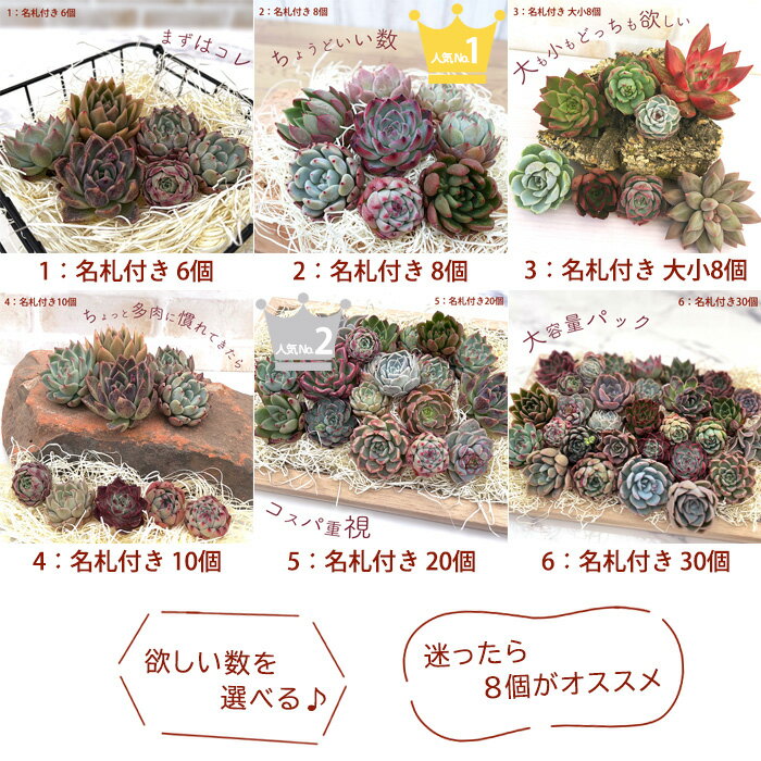 多肉植物 エケベリアカット苗 選べる名札付きセット 寄せ植え 送料無料 観葉植物 インテリア toc