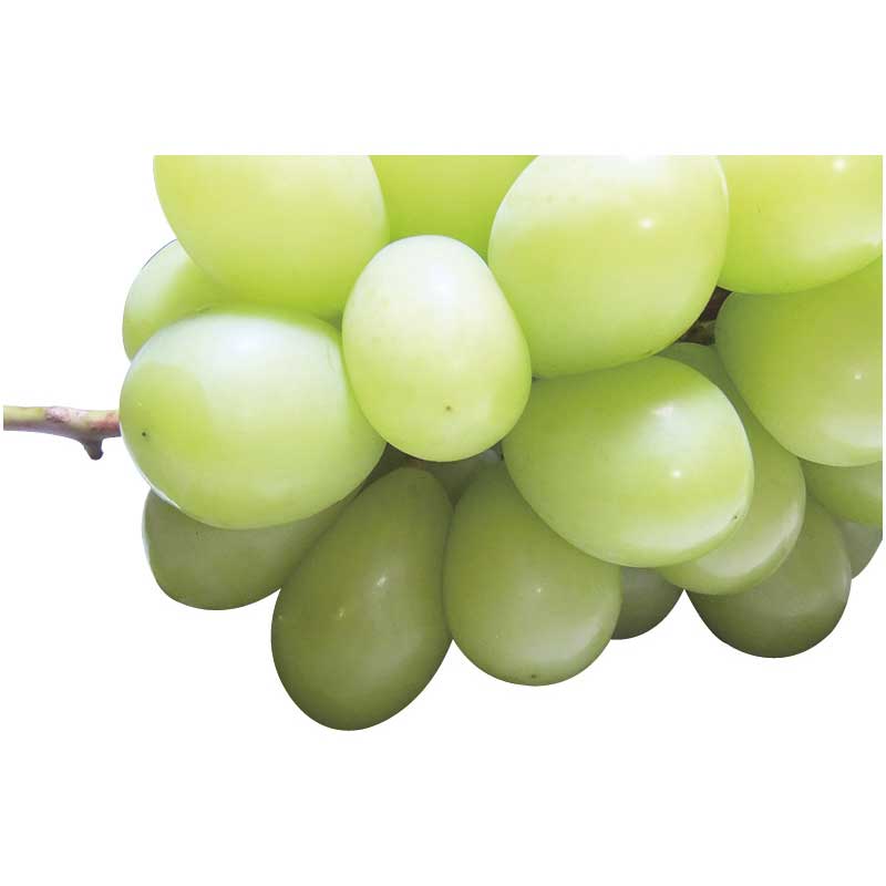 【お歳暮ギフト 2025】 ダイワ果園 シャインマスカット