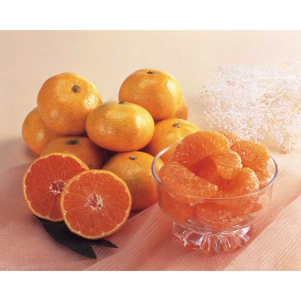 【2025 お歳暮】 和歌山県 武内園の有田みかん(4)