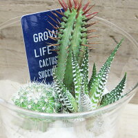 楽天市場 ミニサボテン ガラスポット B 8s57 F9 H11cm 観葉植物 多肉植物 小さい グリーン サボテン植え込み 鉢 ガラス プランター 簡単 おしゃれ かわいい キレイ サンゴ砂 西海岸風 インテリア アメリカン雑貨 ラヴィアンローズ アメリカン雑貨 楽天市場 ミニサボテン ガラスポット B 8s57 F9 H11cm 観葉植物 多肉植物 小さい グリーン サボテン植え込み 鉢 ガラス プランター 簡単 おしゃれ かわいい キレイ サンゴ砂 西海岸風 インテリア アメリカン雑貨 ラヴィアンローズ アメリカン雑貨