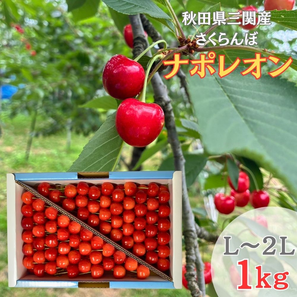 楽天市場】さくらんぼ ナポレオンの通販