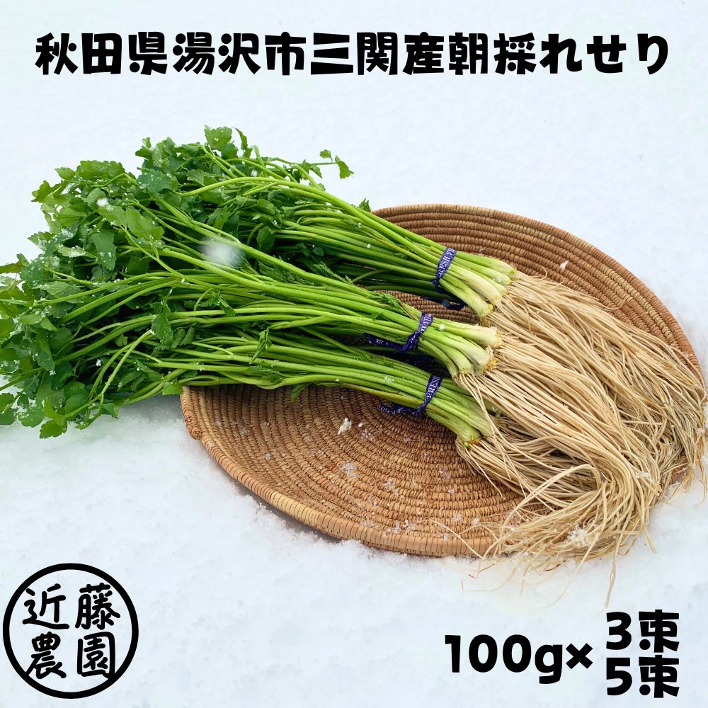 せり 根っこ 朝採れ せり鍋 セリ 秋田 三関 産地直送 芹 根 根つき 根付き 香草 野菜 七草 芹がゆ 取り寄せ せりなべ 露地 300g 500g