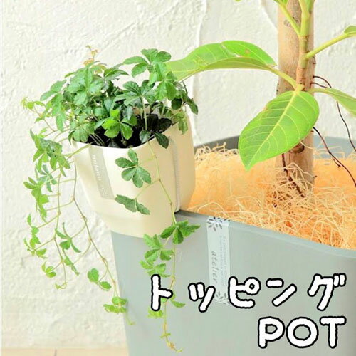 アップル トッピングPOT 3寸用【吊り鉢】【引っ掛け】【ちょい置き】【鉢カバー】【オシャレ】