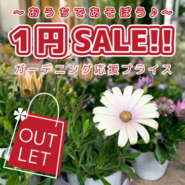 おうちで過ごそう！ガーデニング応援♪ 1円SALE「ベロニカ　グレース1pot」【ステイホーム】【アウトレット】【数量限定】【お客様還元】【特別価格】【早い者勝ち】【花苗】