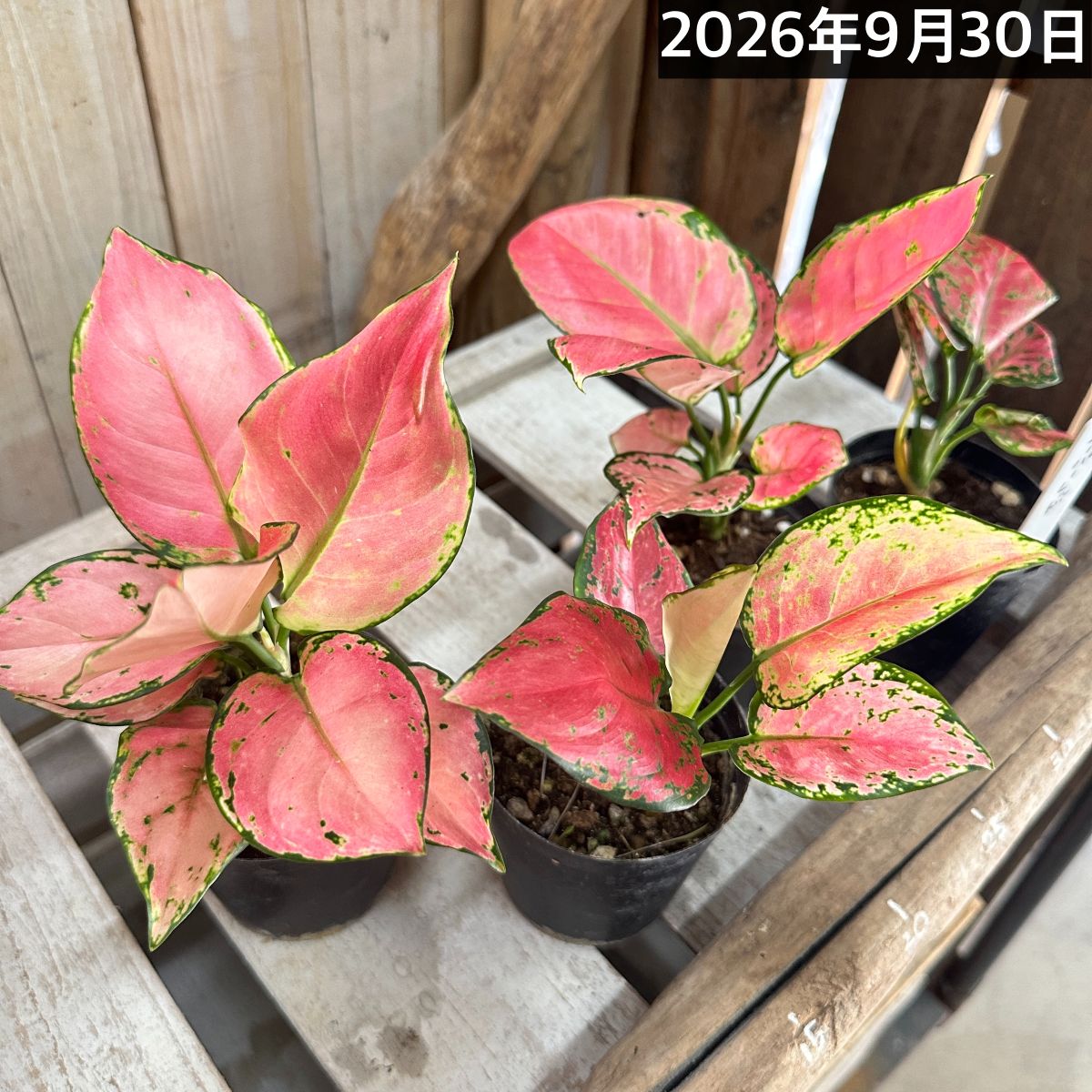 楽天市場】観葉植物アグラオネマの通販