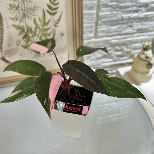 観葉植物　フィロデンドロン ピンクプリンセス 4号白角鉢(個体おまかせ1鉢)　インテリアグリーン 室内..