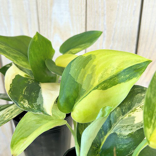 楽天市場】スキンダプサス（観葉植物｜花・観葉植物）：花・ガーデン