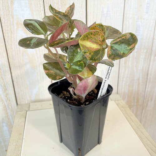 観葉植物斑入りペペロミアメタリカバ...