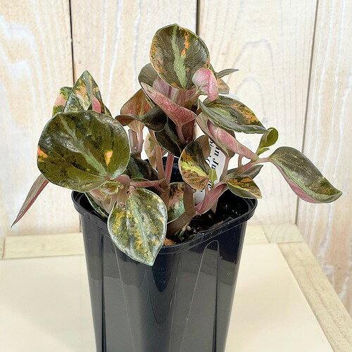 観葉植物斑入りペペロミアメタリカバ...
