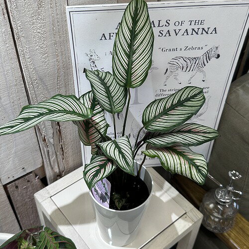 観葉植物 カラテア ホワイトスター 4号白ロング(おまかせ1鉢) インテリアグリーン 室内園芸 オシャレ カワイイ 可愛い