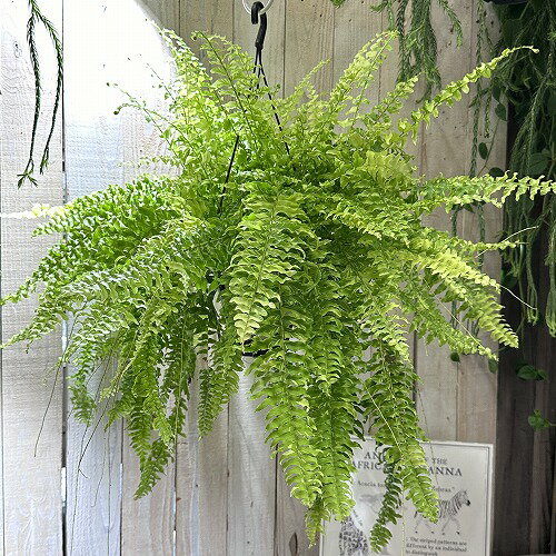 観葉植物　ネフロレピス エクサルタータ タイガー 5号吊り鉢　インテリアグリーン 室内園芸 オシャレ カワイイ 可愛いのサムネイル