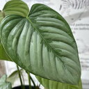 訳あり 葉傷みあり 希少! 観葉植物 フィロデンドロン ソディロイ 4号 インテリアグリーン 室内園芸 オシャレ カワイイ 可愛い