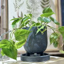 観葉植物 LEAFSセレクション フィロデンドロン ヘデラカム バリエガータ 鉢植え 皿付き インテリアグリーン 室内園芸 オシャレ カワイイ 可愛い