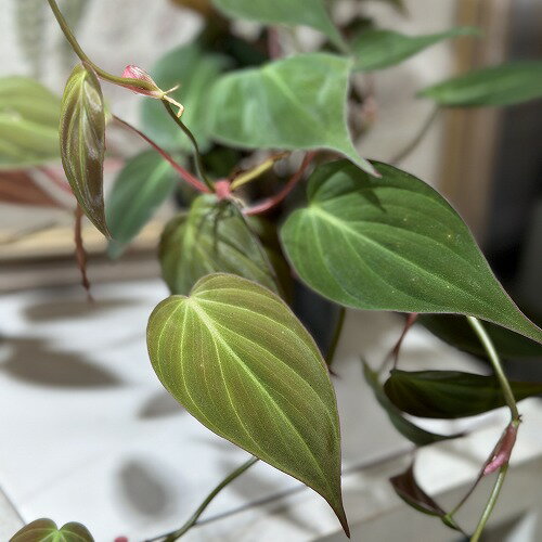 観葉植物 フィロデンドロン ミカンス 3号ポット(おまかせ1鉢) インテリアグリーン 室内園芸 オシャレ カワイイ 可愛い