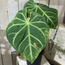 【訳あり特価】観葉植物 アンスリウム ハイブリッド 5.5号(おまかせ1鉢) インテリアグリーン 室内園芸 オシャレ カワイイ 可愛い