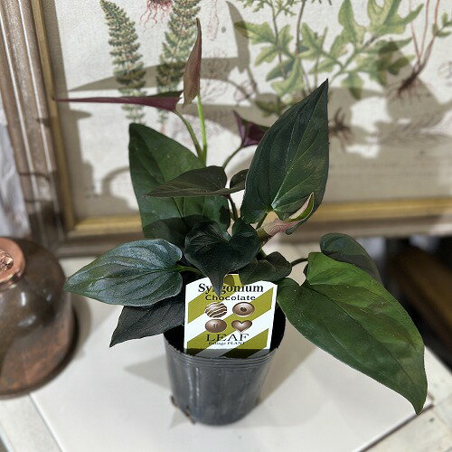観葉植物　シンゴニウム チョコレート 2.5号　インテリアグリーン 室内園芸 オシャレ カワイイ 可愛いのサムネイル
