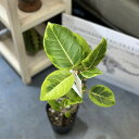 観葉植物 フィカス アルテシマ 曲がり 4号ポット おまかせ1鉢 インテリアグリーン 室内園芸 オシャレ カワイイ 可愛い