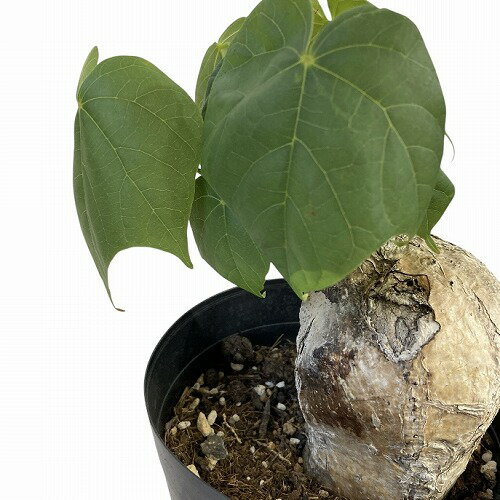 塊根植物　フィルミアナ コロラータ 5号 個体A　インテリアグリーン オシャレ コーデックス 珍奇植物 ビザールプランツ 珍しいのサムネイル