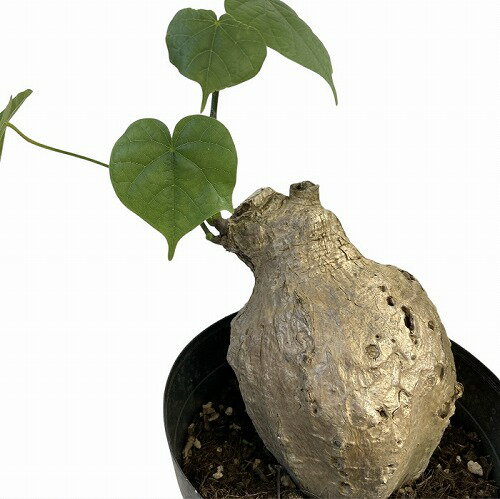 塊根植物　フィルミアナ コロラータ 5号 個体B　インテリアグリーン オシャレ コーデックス 珍奇植物 ビザールプランツ 珍しいのサムネイル