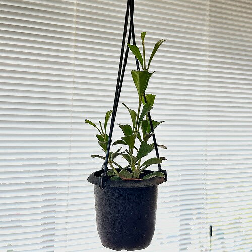 ホヤ 観葉植物　ホヤ(サクララン) マニプレンシス 3号吊り鉢　インテリア オシャレ カワイイ 可愛い 室内