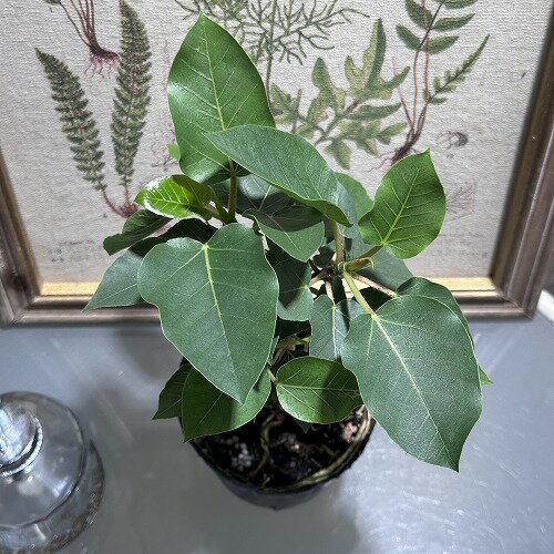 観葉植物　フィカス パルメリ 3.5号 ポット　インテリア オシャレ カワイイ 可愛い 室内