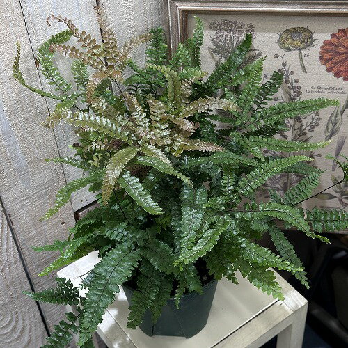 観葉植物　アジアンタム プベッセンス 5号　インテリア 室内 オシャレ カワイイ 可愛い 室内のサムネイル