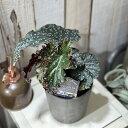 観葉植物 ミニプレミアムシリーズ ベゴニア Sharon Seelert(シャロンシーラート) 4号(おまかせ1鉢) インテリアグリーン 室内園芸 オシャレ カ...