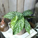 観葉植物 ミニプレミアムシリーズ ベゴニア Ethel Albertson(エッセルアルバートソン) 4号(おまかせ1鉢) インテリアグリーン 室内園芸 オシャ...