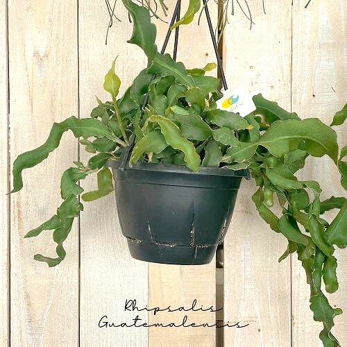 多肉植物　リプサリス グアテマレンシス 5号 吊り鉢　rhipsalis guatemalensis ハンギング サボテン オシャレ