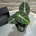 観葉植物 アロカシア ニンジャ 3号ロングポット レア・希少種・珍しい おしゃれ インテリア 室内