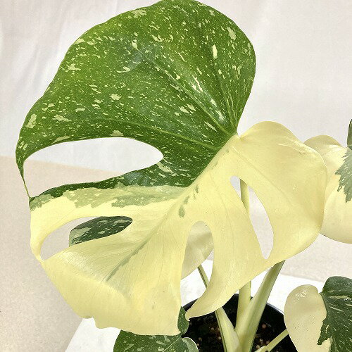 観葉植物　斑入り モンステラ タイコンステレーション 葉大きめ・斑多め 5号 個体A　インテリア カワイイ 可愛い オシャレ 現品 現物 一点もののサムネイル