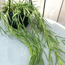 観葉植物 吊り下げ ホヤ(サクララン) リネアリス 4号吊り鉢(※受け皿なし) 【お一人様1鉢まで購入可】インテリア オシャレ 可愛い かわいい 人気種 希少 ...