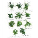 観葉植物 選べる リプサリス 4号吊り鉢(現品)(グアテマレンシスはおまかせ1鉢) インテリアグリーン 室内園芸 オシャレ カワイイ 可愛い