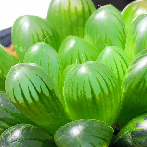 多肉植物　ハオルチア オブツーサ トゥルンカータ 2.5号　インテリア かわいい オシャレ レア 初心者 育てやすい 観葉植物 人気品種