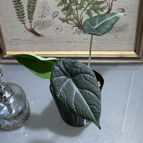 観葉植物　アロカシア ドラゴンムーン 3号(おまかせ1鉢)　インテリア 室内 オシャレ カワイイ 可愛い ..