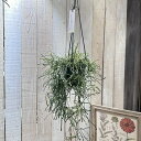 観葉植物 ホヤ レツーサ 3.5号吊り鉢 インテリア 室内 オシャレ カワイイ 可愛い 室内