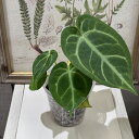 観葉植物 アンスリウム 原種 Anthurium Magnificum 3号 インテリア 室内 オシャレ カワイイ 可愛い 室内