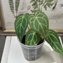 観葉植物 アンスリウム 原種 Anthurium Crystallinum 3号 インテリア 室内 オシャレ カワイイ 可愛い 室内