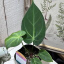 観葉植物 アンスリウム フォルゲッティ 3号 インテリア 室内 オシャレ カワイイ 可愛い 室内