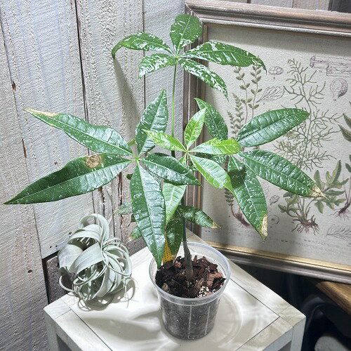 楽天市場】パキラ 斑入り(観葉植物|花・観葉植物):花 楽天市場】パキラ 斑入り(観葉植物|花・観葉植物):花