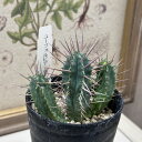 観葉植物 ユーフォルビア.SP 3号 インテリア 室内 オシャレ カワイイ 可愛い 室内