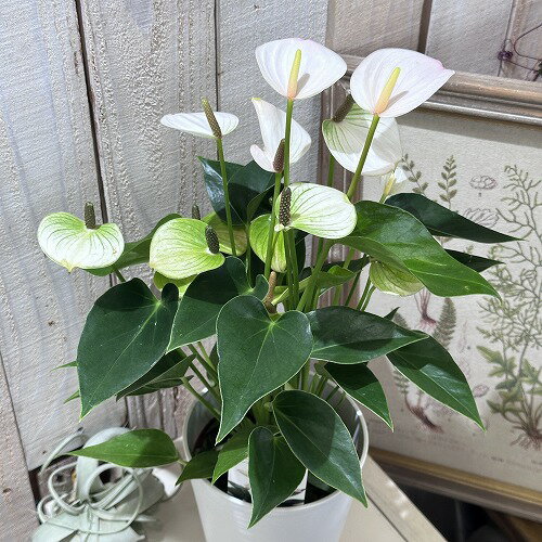 観葉植物　アンスリウム リパピンク ミニ 4.5号 鉢カバー付き　インテリア 室内 オシャレ カワイイ 可愛い 室内のサムネイル