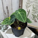 希少! 観葉植物 アンスリウム フォルゲッティ 5号 インテリア 室内 オシャレ カワイイ 可愛い 室内
